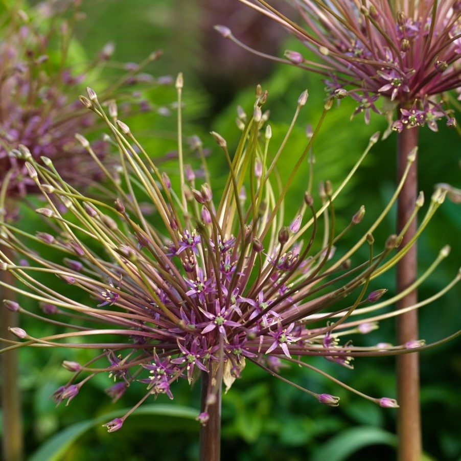 Allium Bulb 2pk | Schubertii
