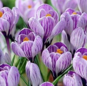 Crocus Bulb 12pk | Pickwick