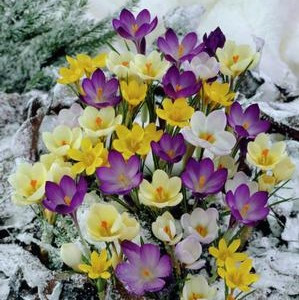 Snow Crocus Bulb 25pk | Mixture