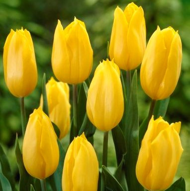 Tulip Bulb 10pk | Big Smile