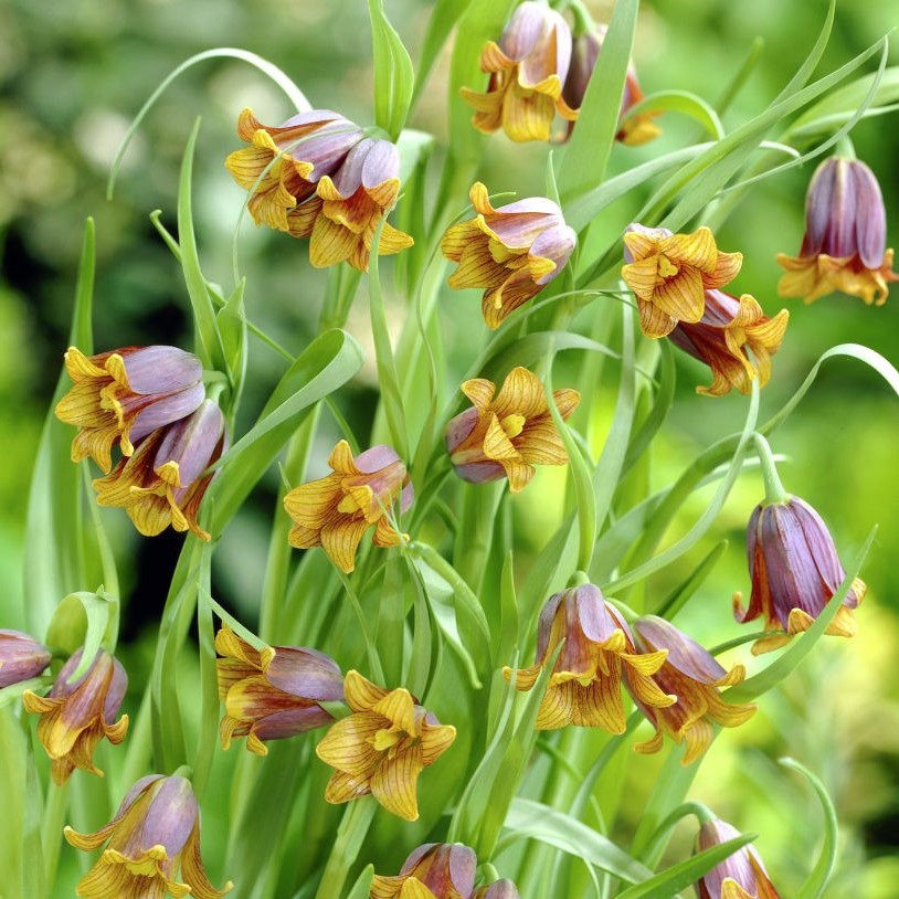 Fox's Grape Bulb 25pk
