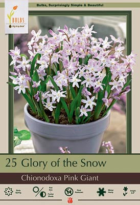 Glory of the Snow 20pk | Pink Giant