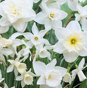 Narcissus Bulb 12pk | All White Mix