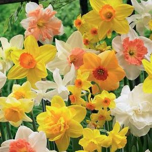 Narcissus Bulb 12pk | All in One Mix