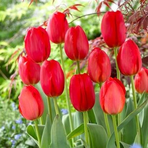 Tulip Bulb 80pk | Parade