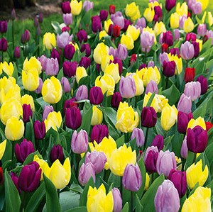 Tulip Bulb 12pk | Royal Prince Mix