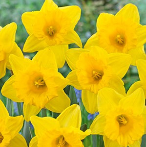 Narcissus Bulb 18pk | All Yellow Mix