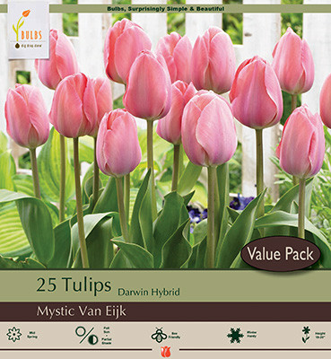 Tulip Bulb 16pk | Mystic van Eijk