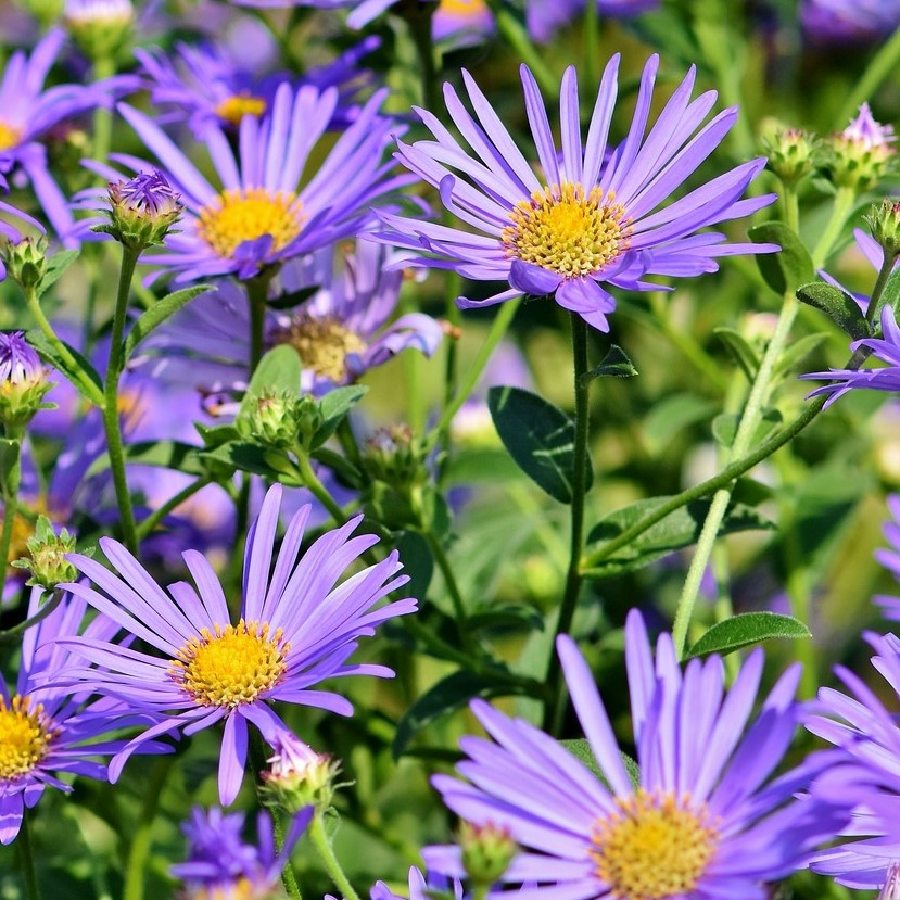 Aster 4.5"