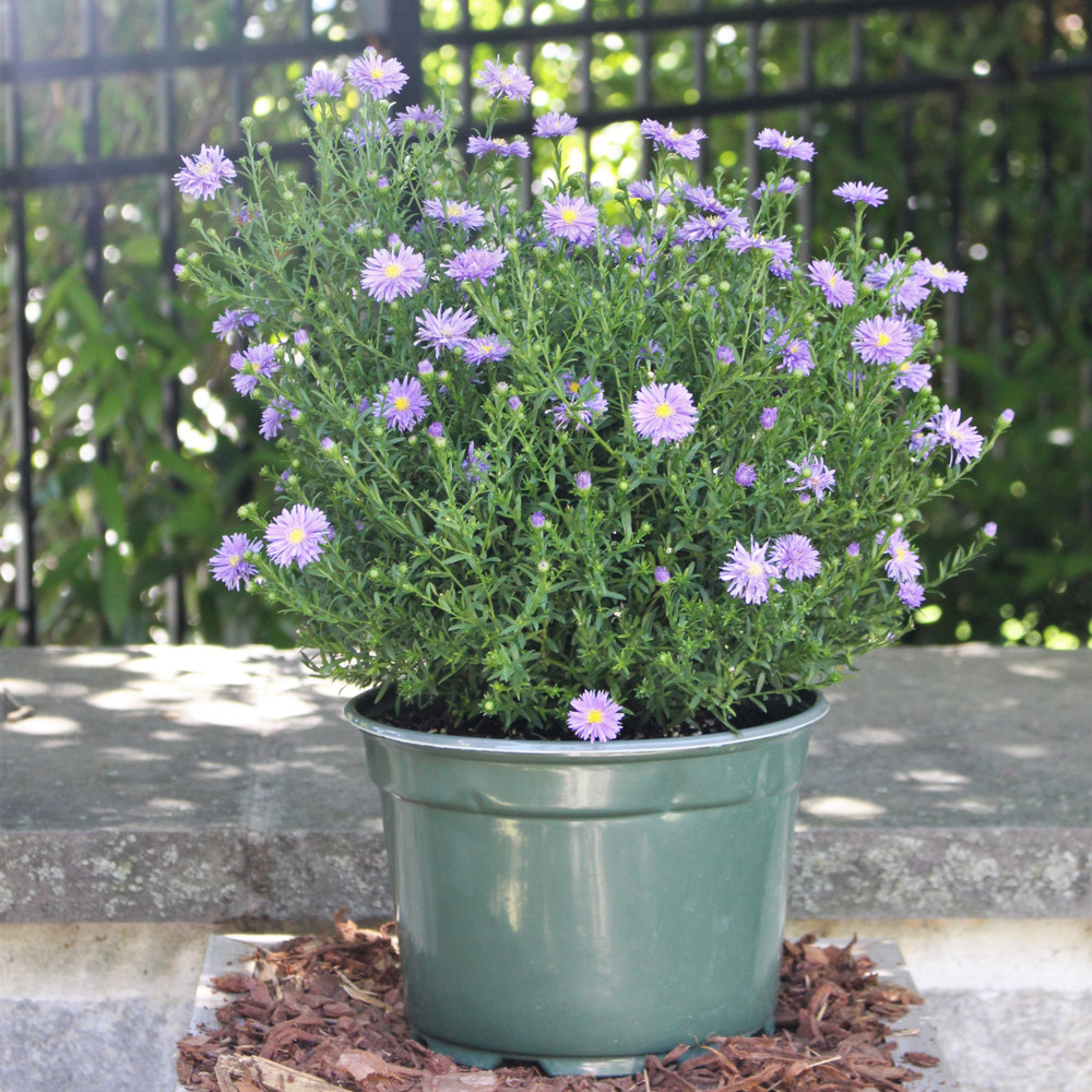 Aster 8"