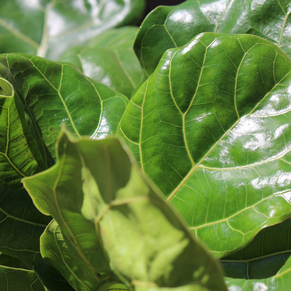 Fiddle Leaf Fig | Bush
