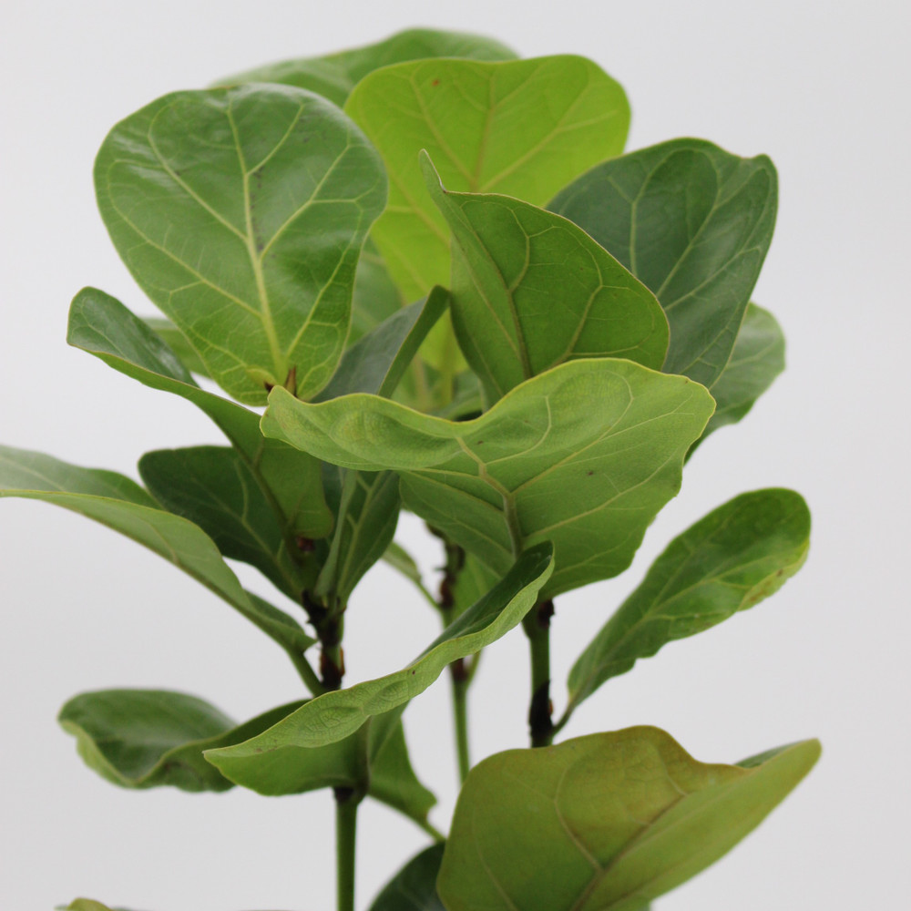 Fiddle Leaf Fig | Tree Form