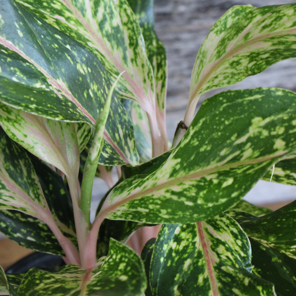 Aglaonema | Sparkling Sarah