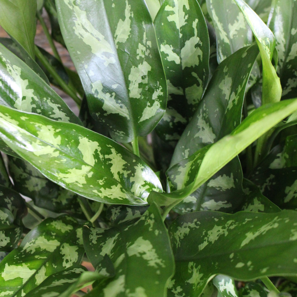 Aglaonema | Emerald Beauty
