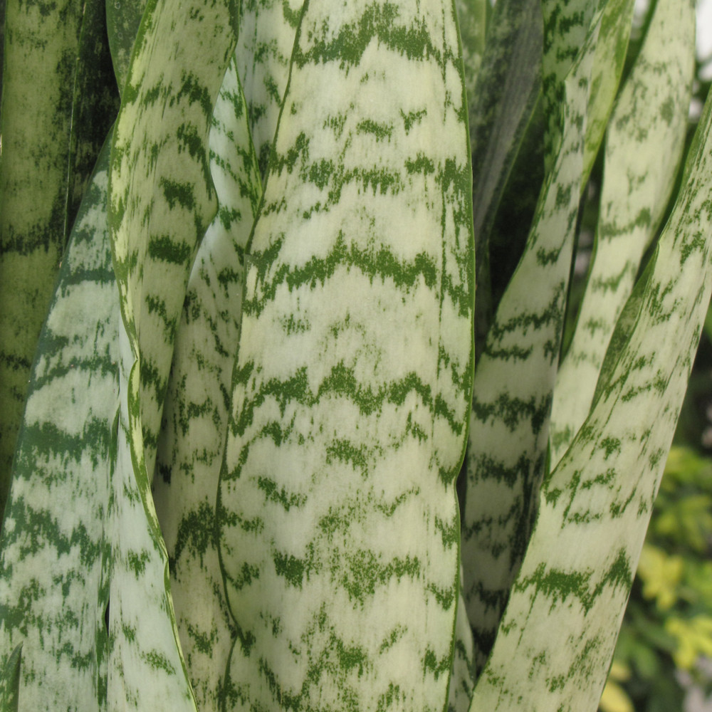 photo courtesy of NetPS Plant Finder