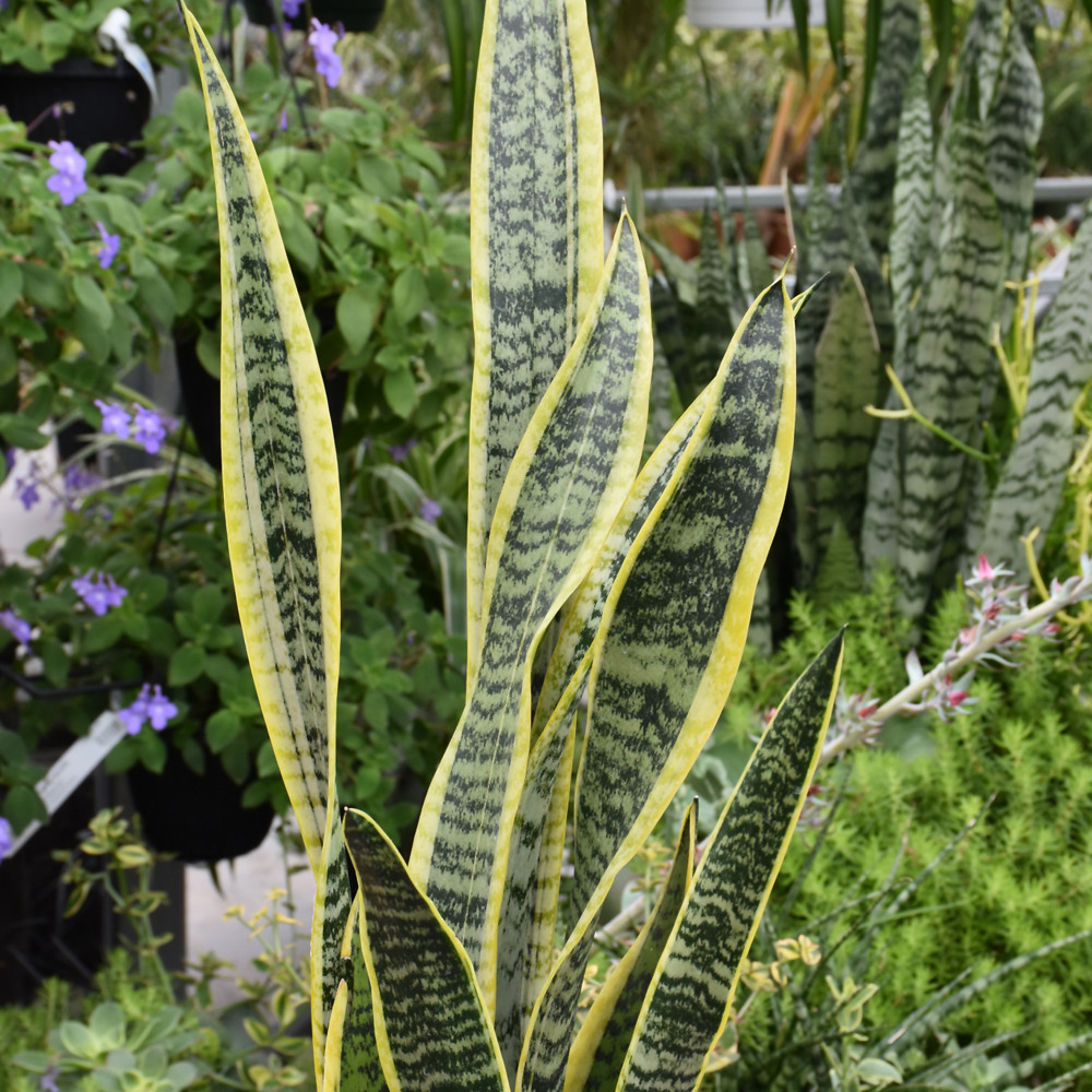 photos courtesy of NetPS Plant Finder