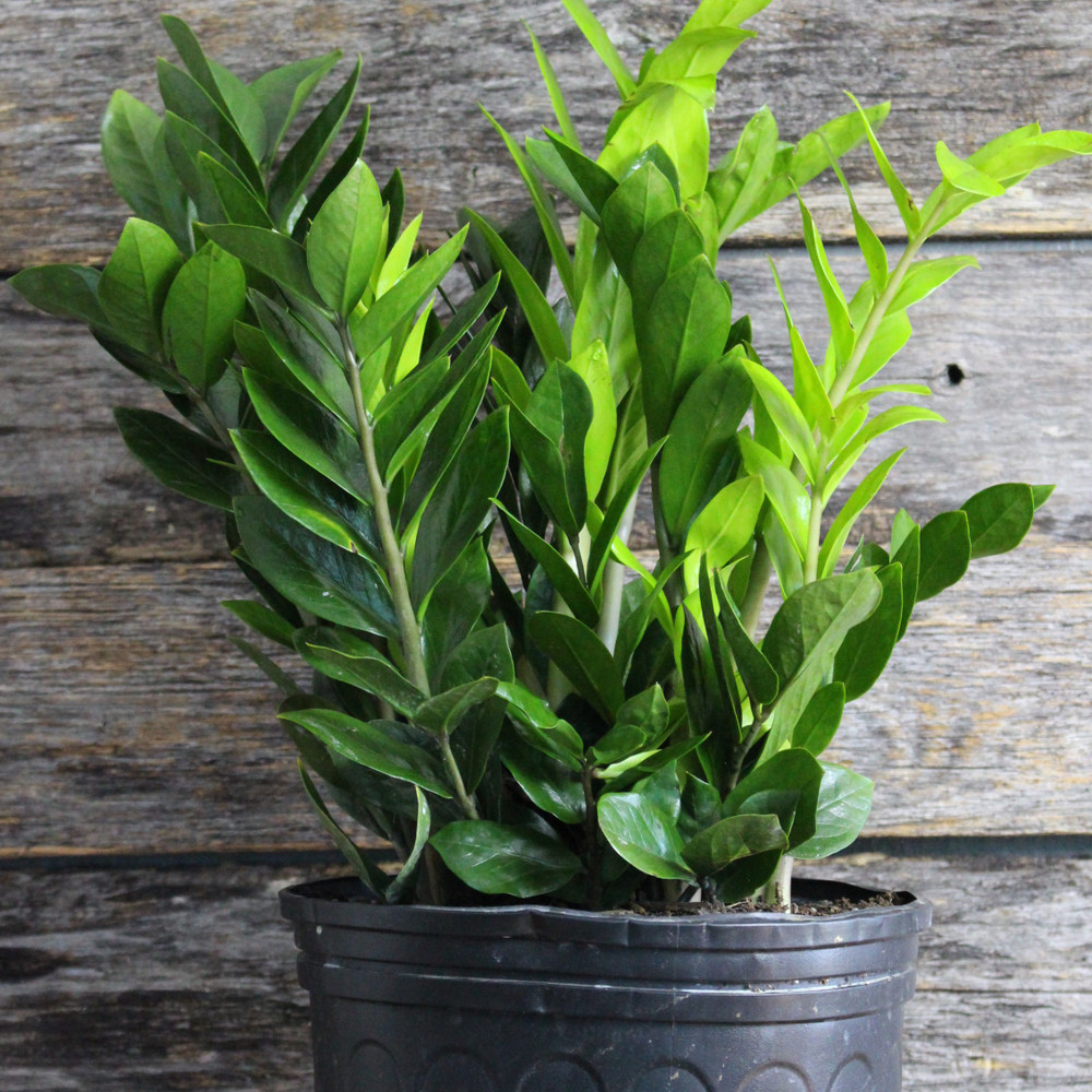 ZZ Plant