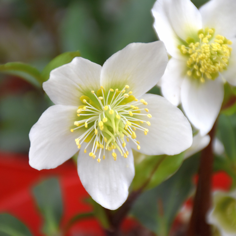 photos courtesy of NetPS Plant Finder