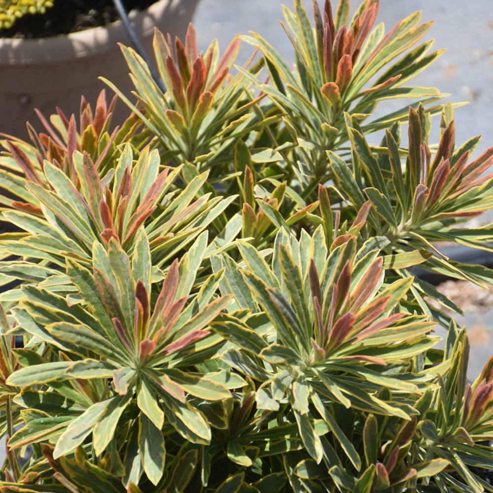 photos courtesy of NetPS Plant Finder
