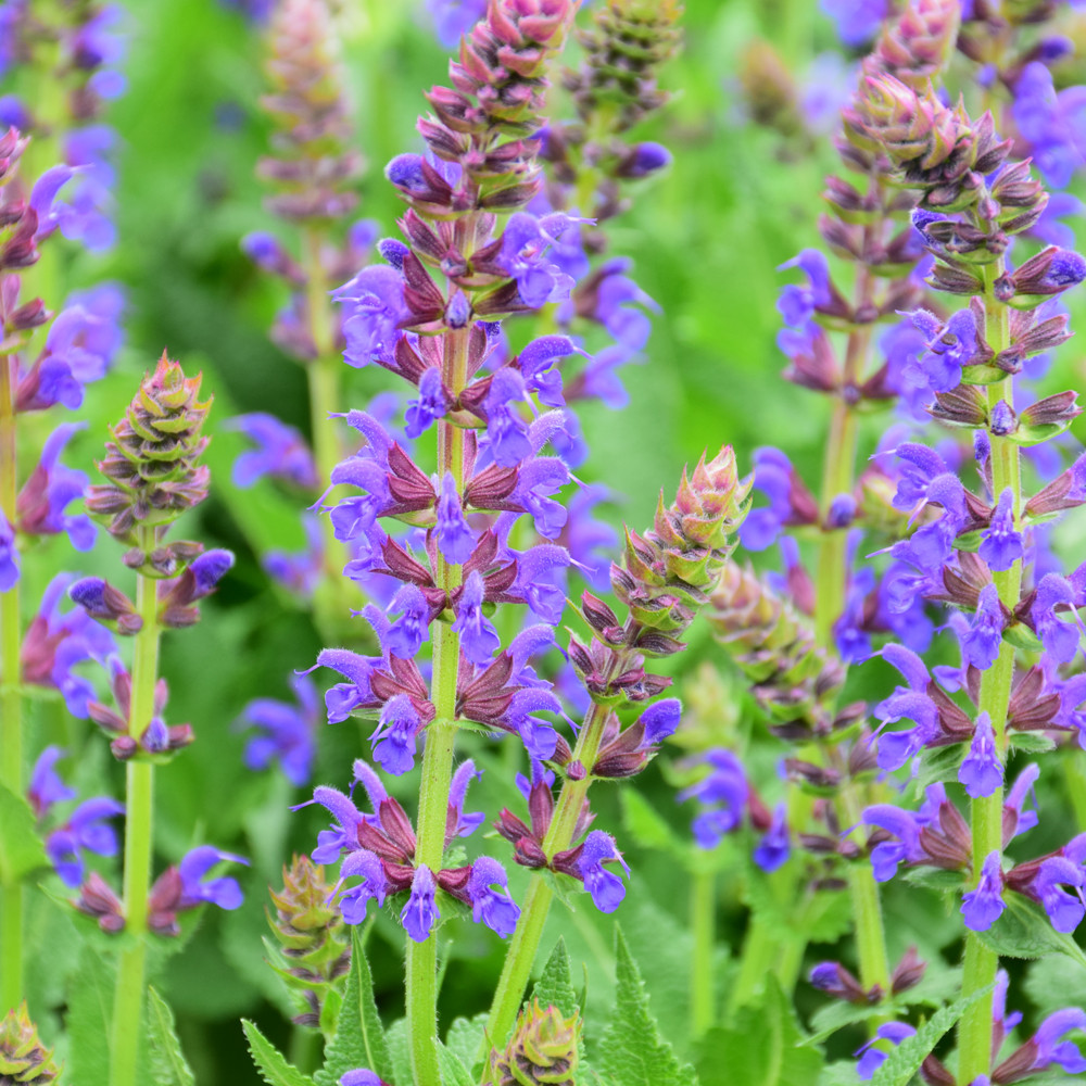 photos courtesy of NetPS Plant Finder