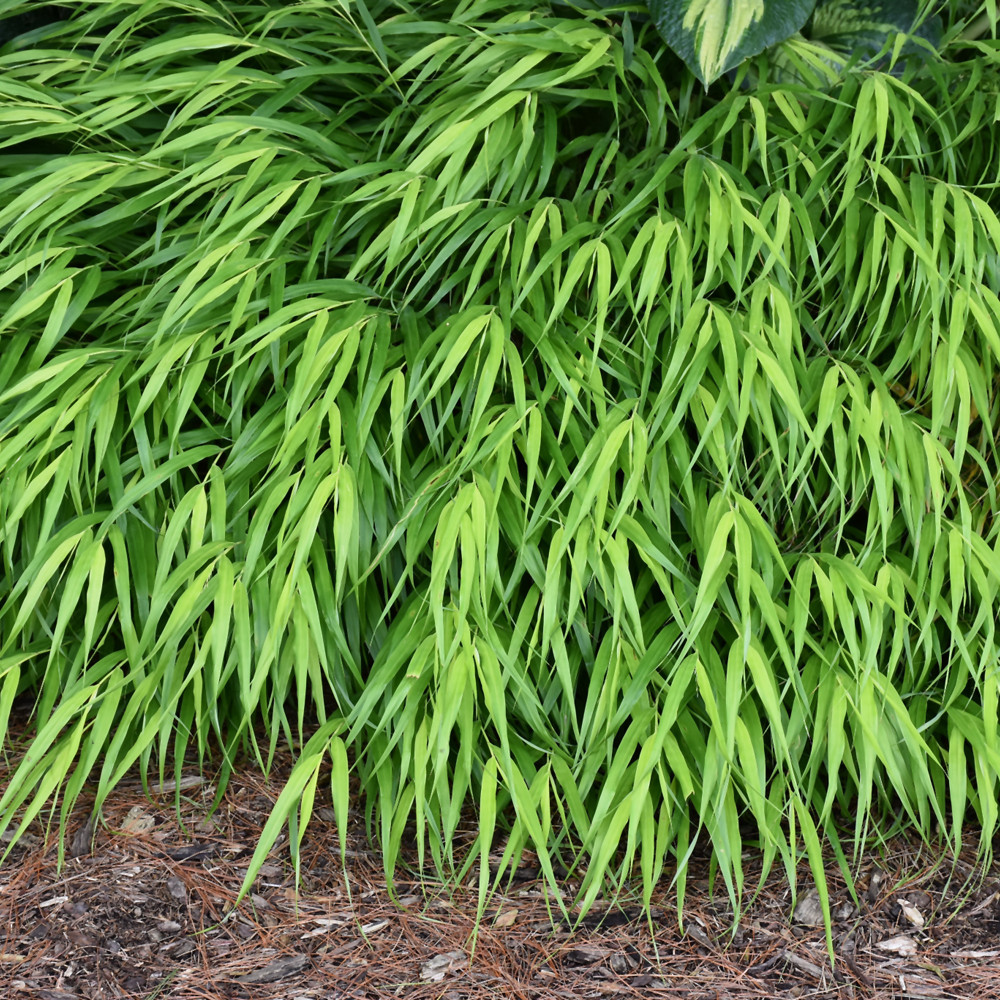 photo courtesy of NetPS Plant Finder