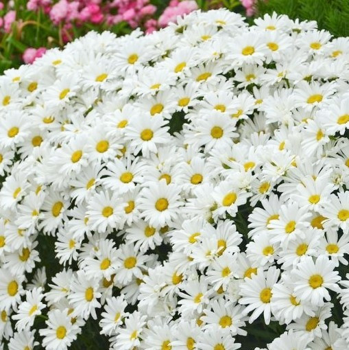 Shasta Daisy - 'Daisy May'