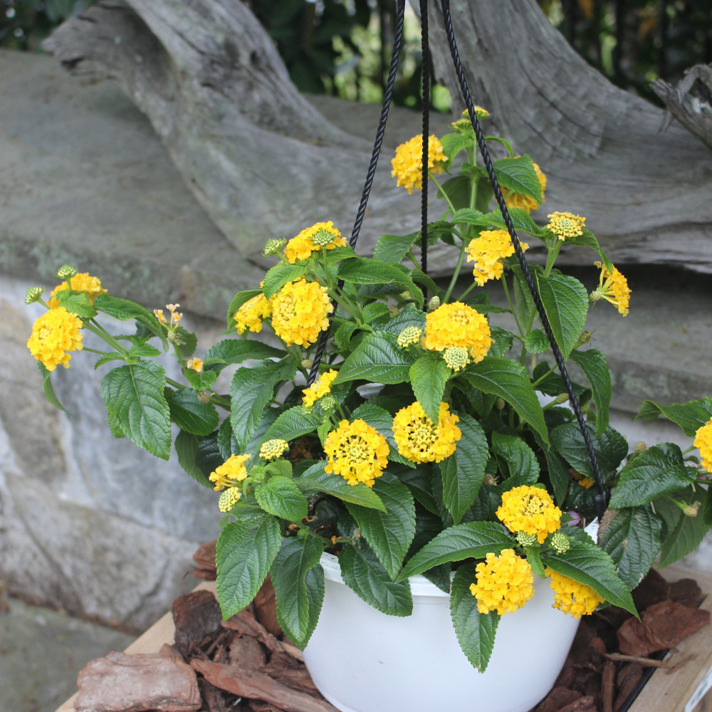 Lantana 10" | Yellow