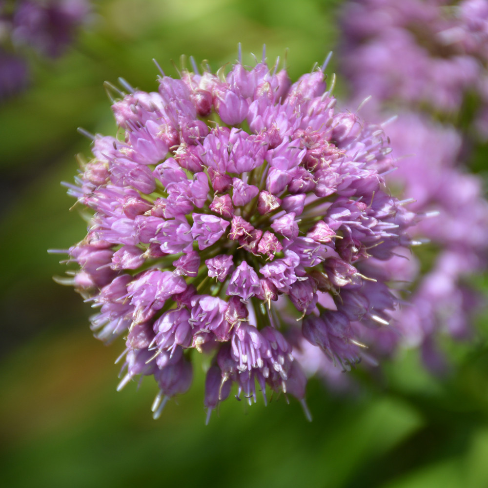 photo courtesy of NetPS Plant Finder