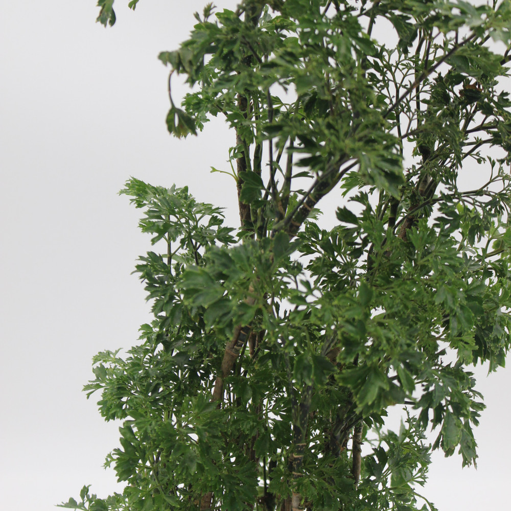 Ming Aralia