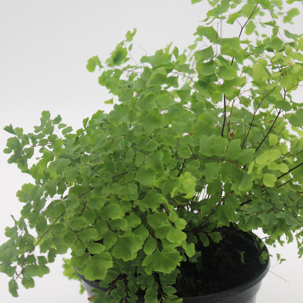 Fern | Maidenhair