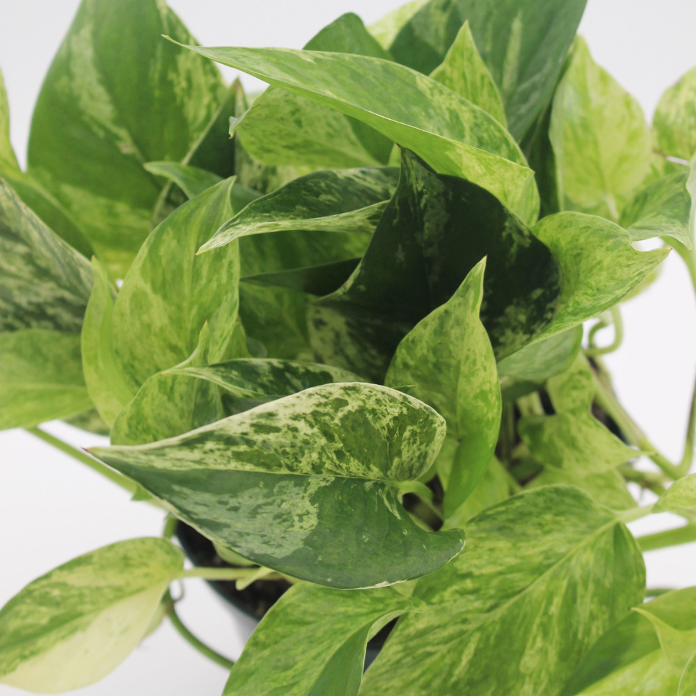 Pothos | Marble Queen