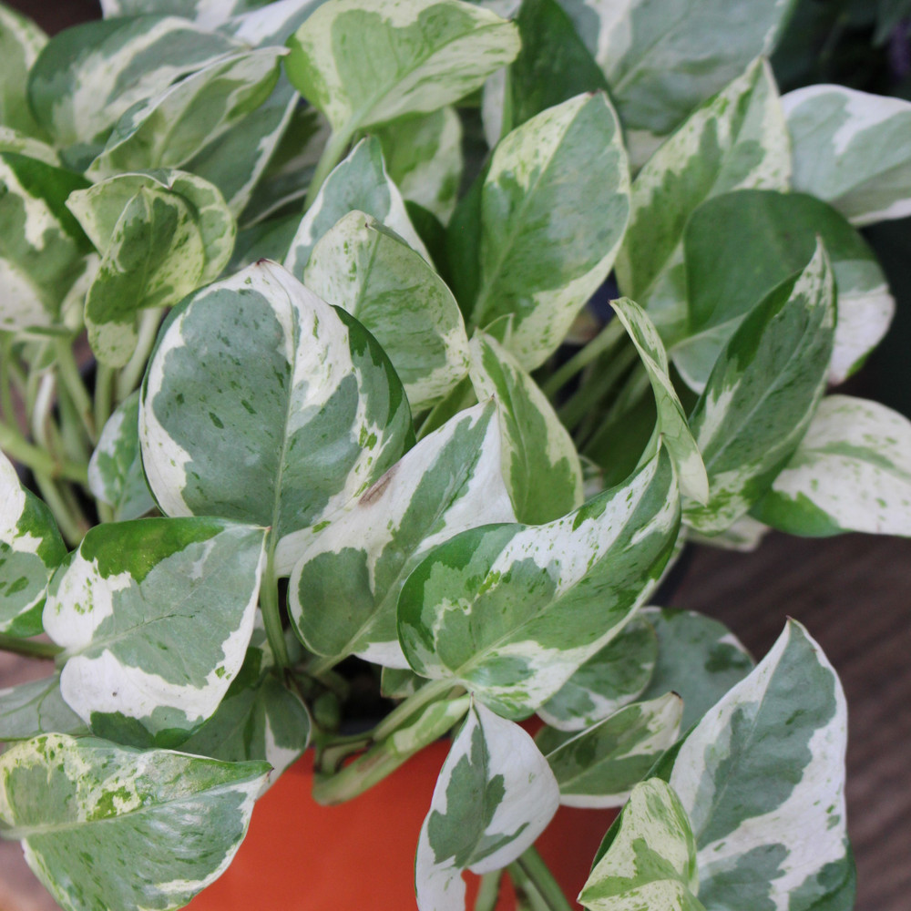 Pothos | Pearls & Jade