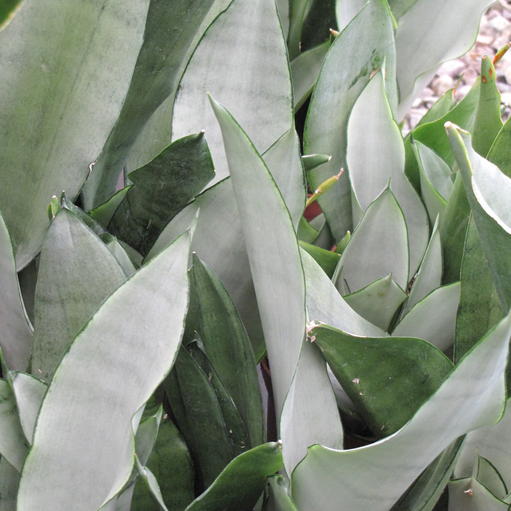 photo courtesy of NetPS Plant Finder