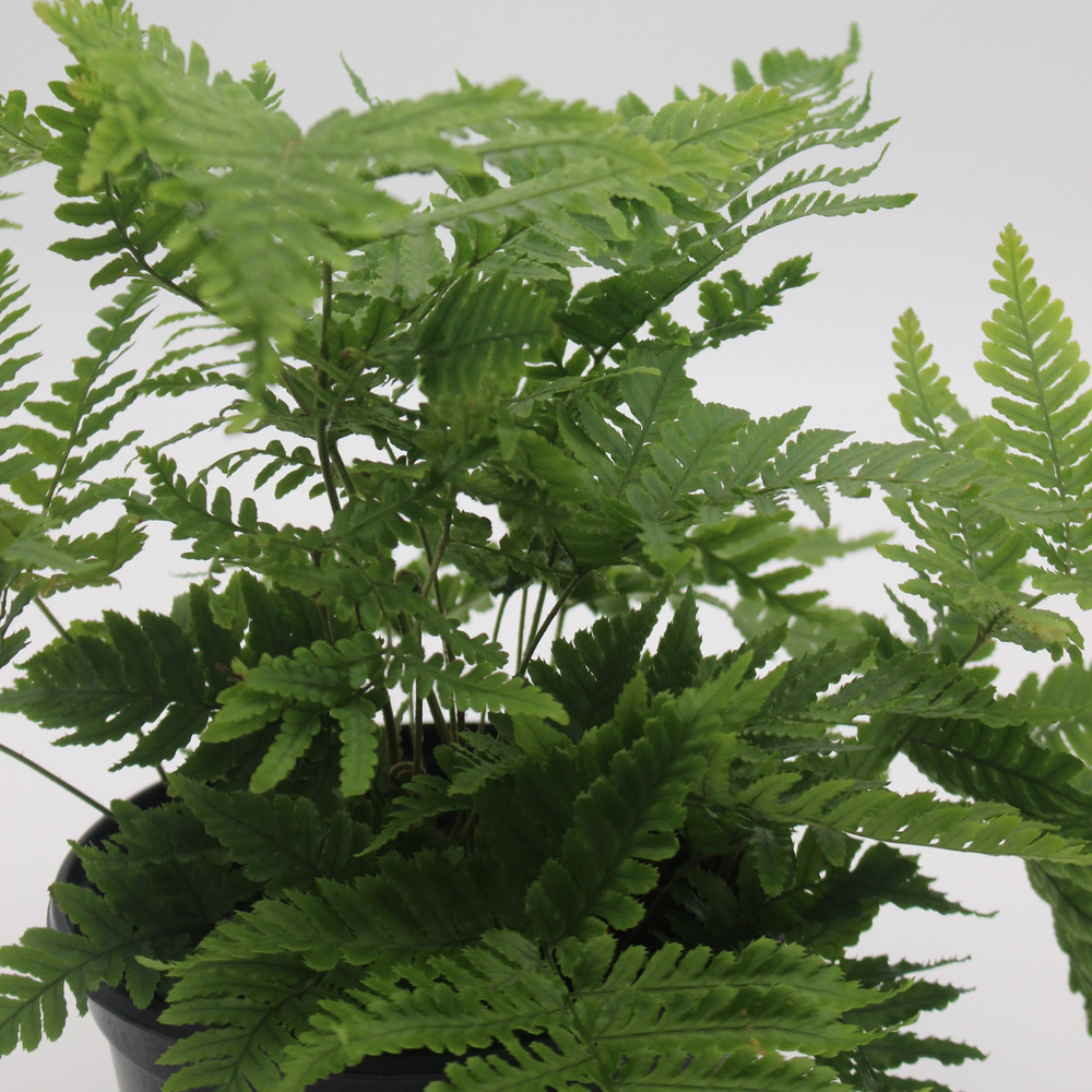 Fern | Autumn