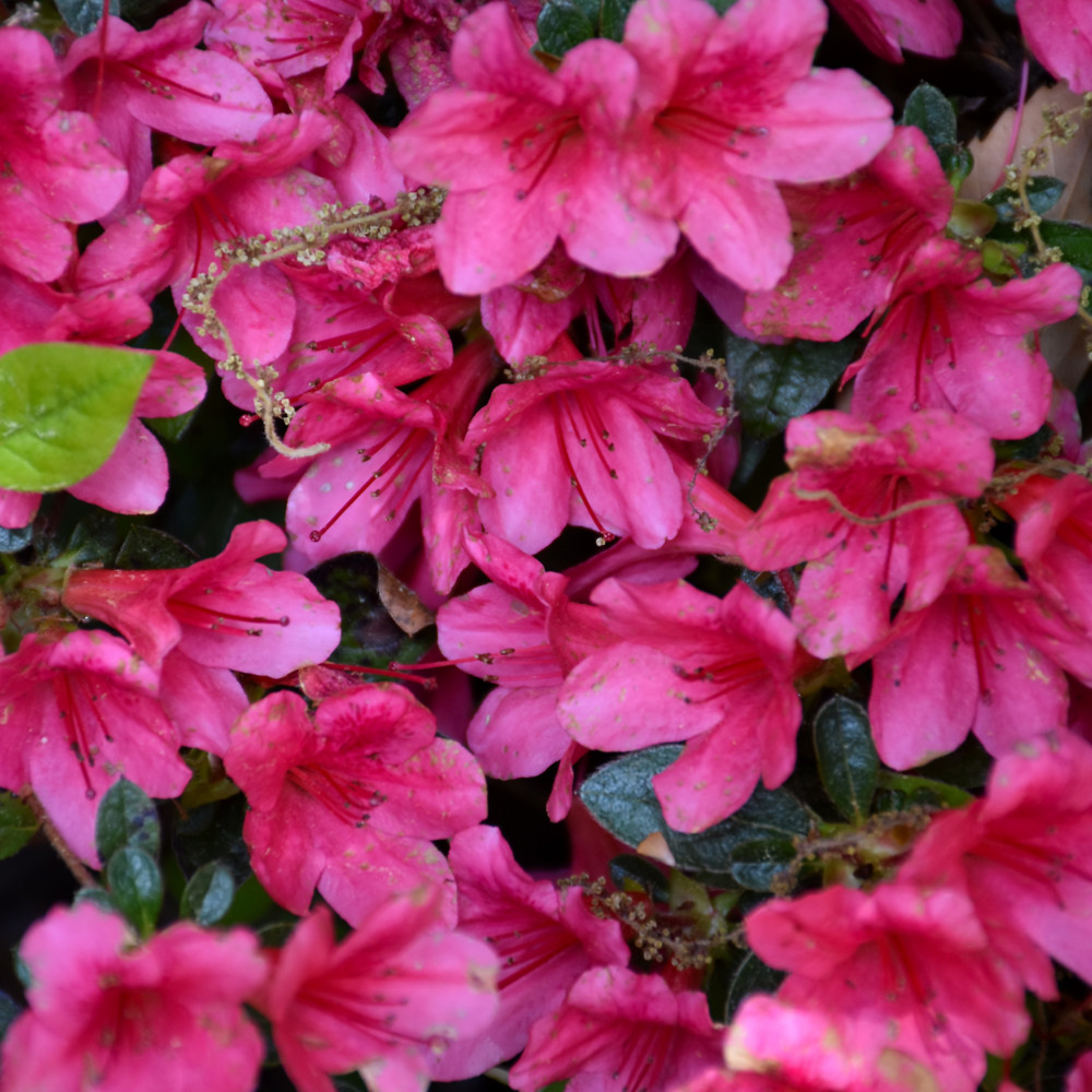 photos courtesy of NetPS Plantfinder
