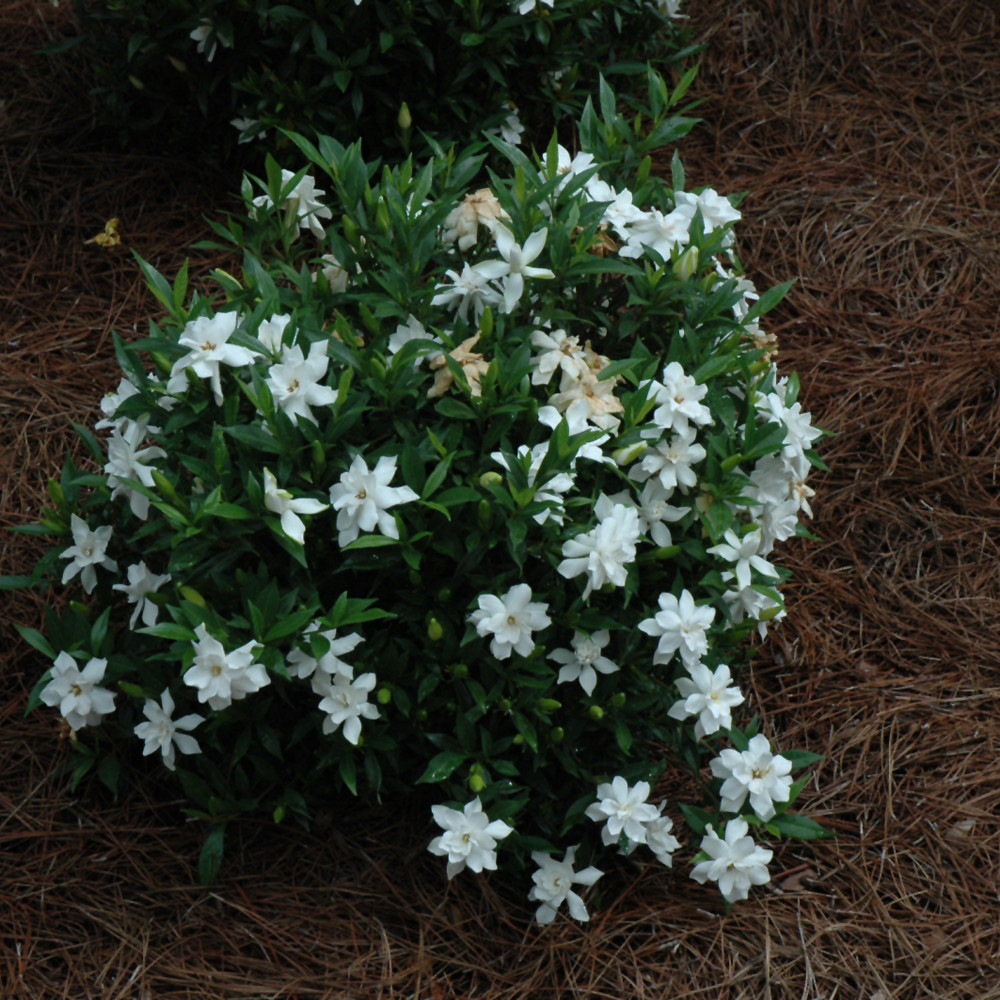 photo courtesy of NetPS Plant Finder