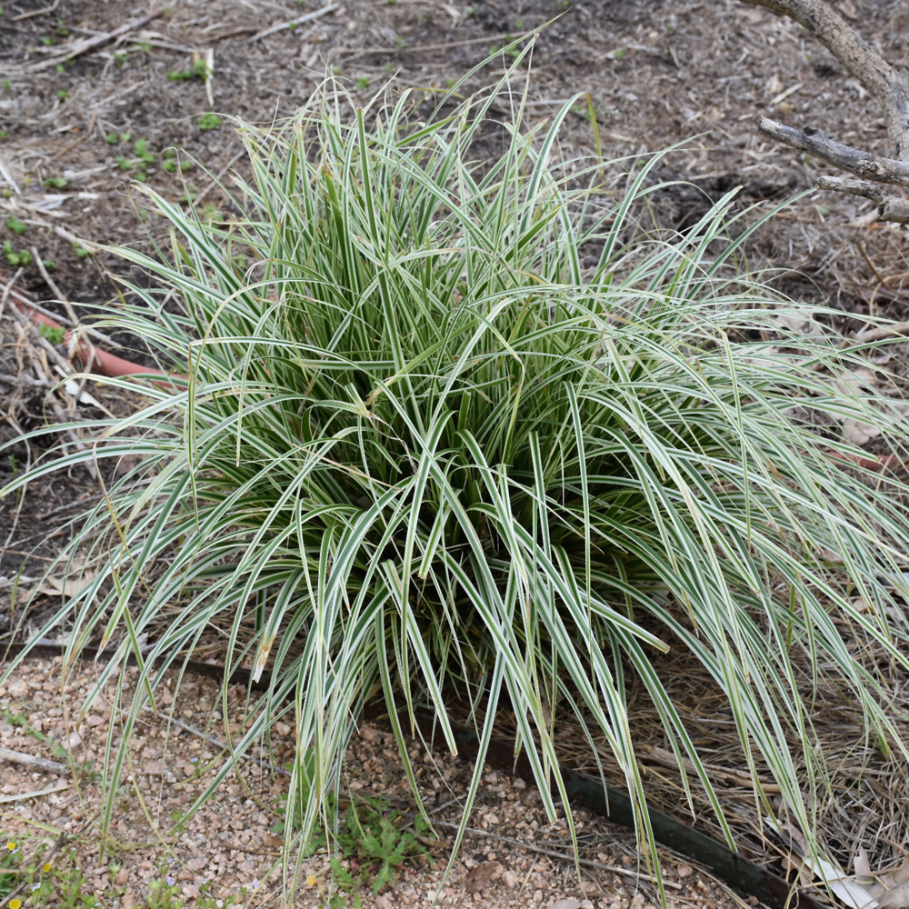 photo courtesy of NetPS Plant Finder