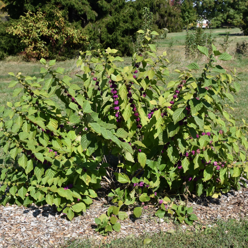 photos courtesy of NetPS Plantfinder