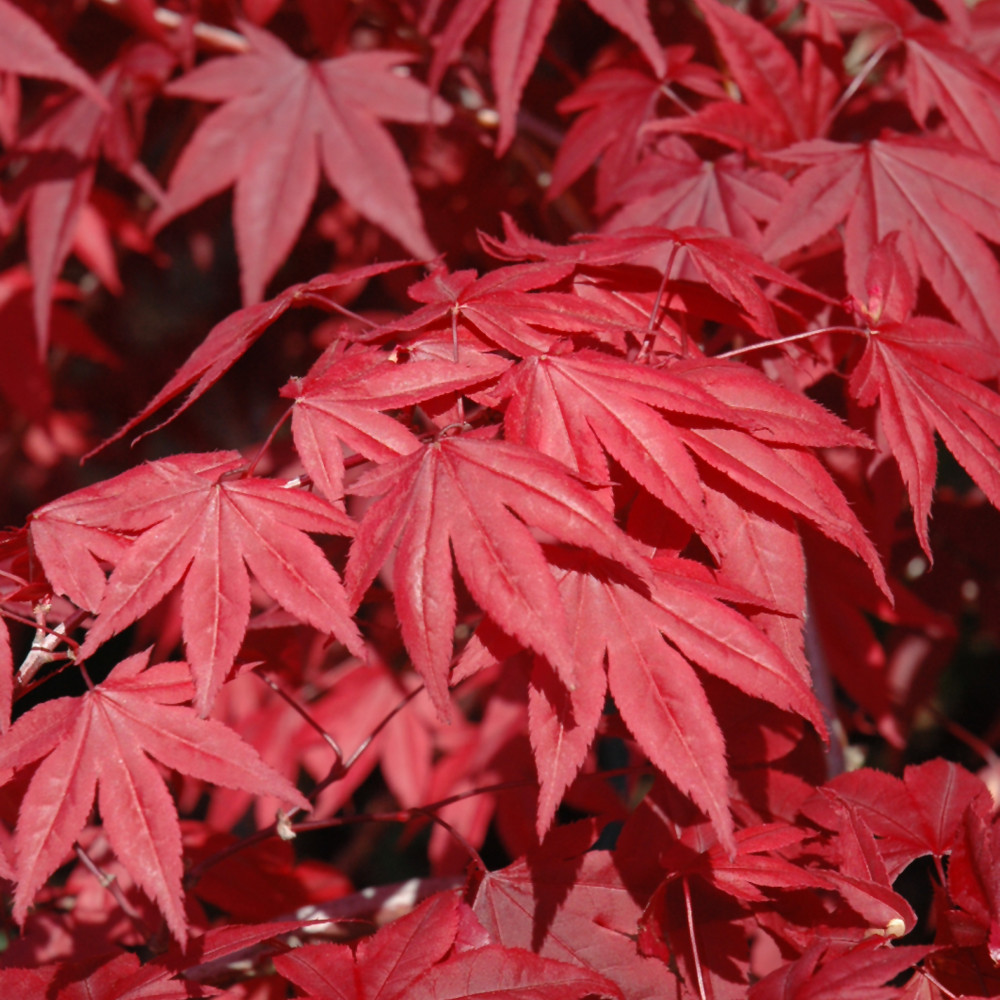 photos courtesy of NetPS Plant Finder