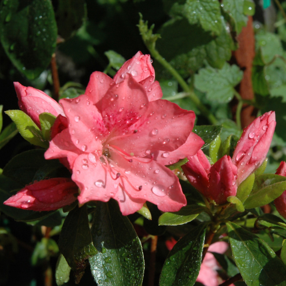 photos courtesy of NetPS Plant Finder