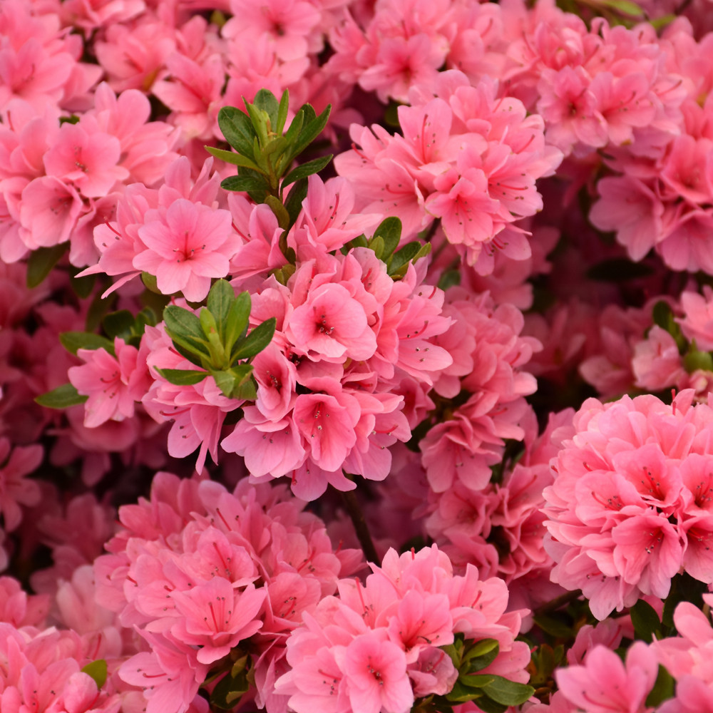 photos courtesy of NetPS Plant Finder
