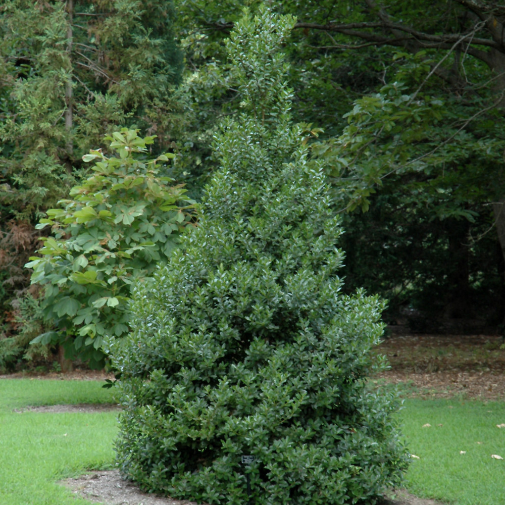 photo courtesy of NetPS Plant Finder