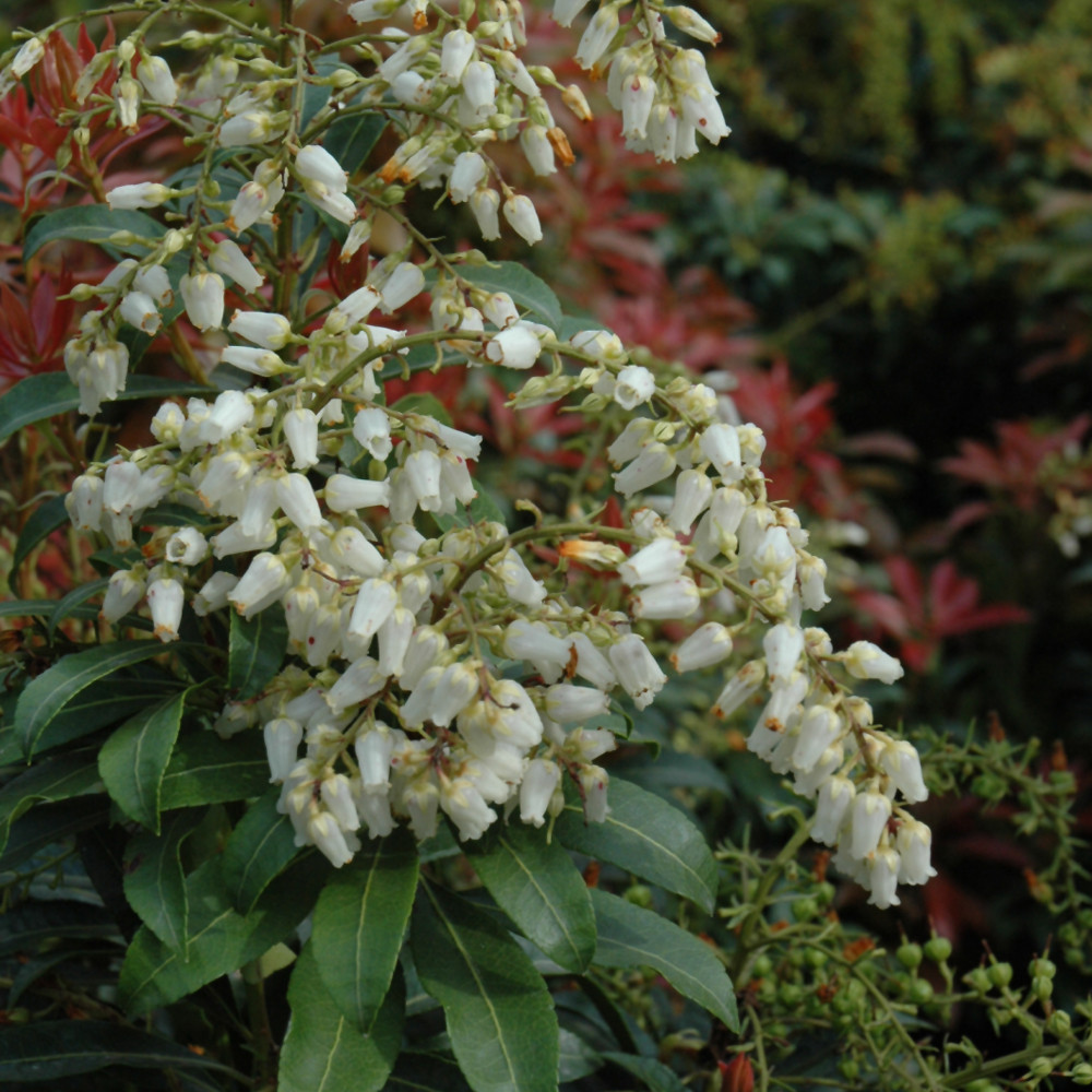 photo courtesy of NetPS Plant Finder