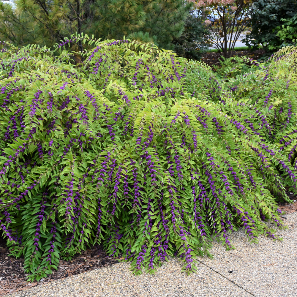 photo courtesy of NetPS Plant Finder