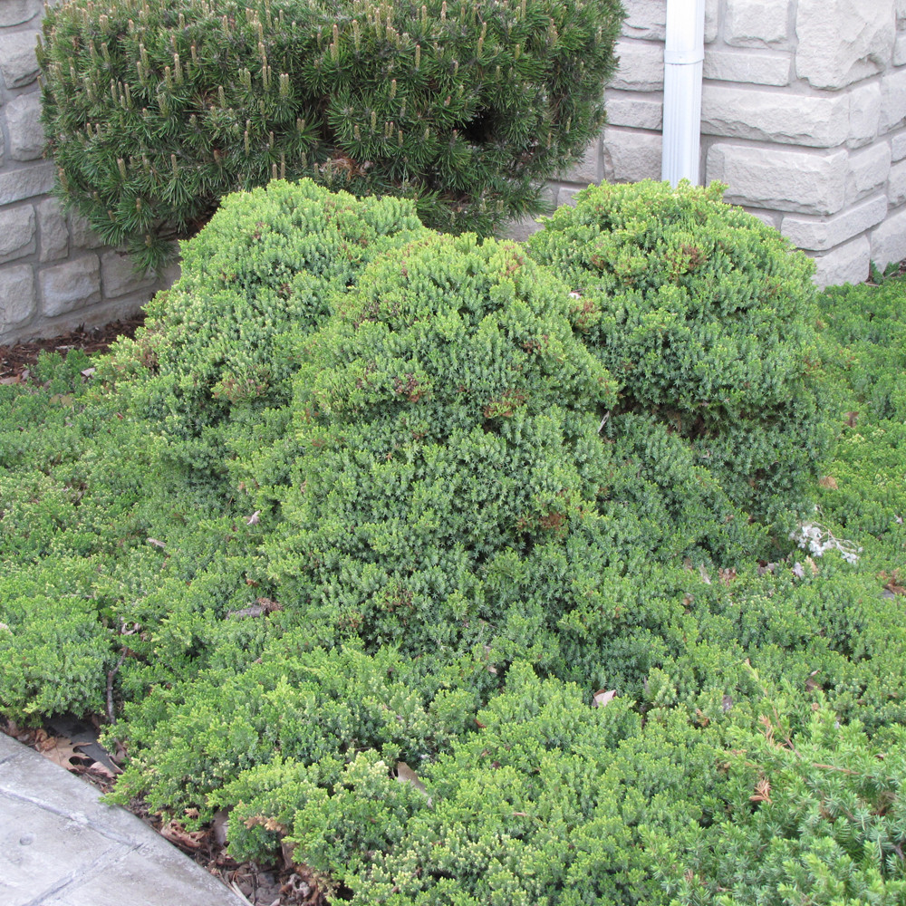 photo courtesy of NetPS Plant Finder