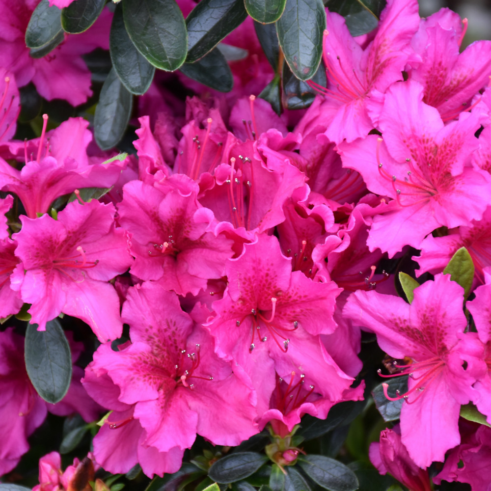 photos courtesy of NetPS Plant Finder
