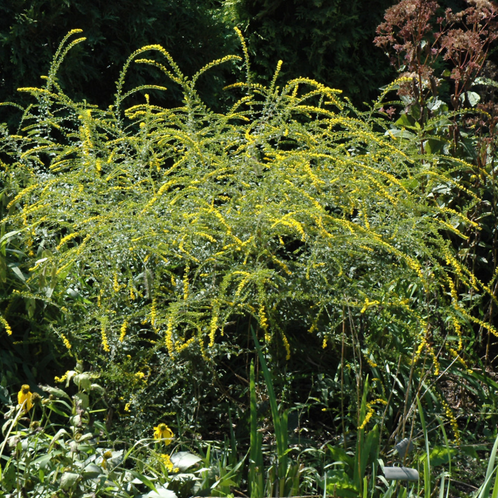 photo courtesy of NetPS Plant Finder