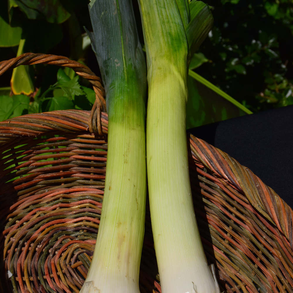 photo courtesy of NetPS Plant Finder
