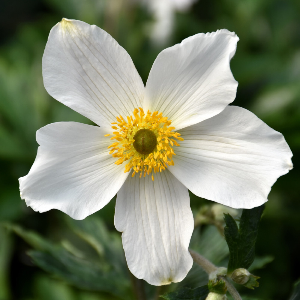 photo courtesy of NetPS Plant Finder