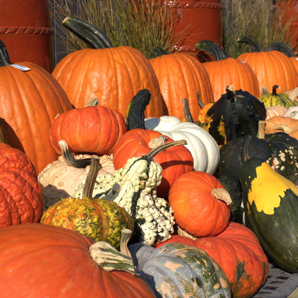 Specialty Gourd Mix | Large